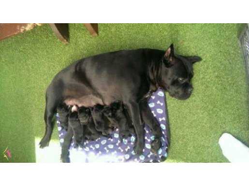Satılık Mükemmel Kalite Cane Corso Yavruları