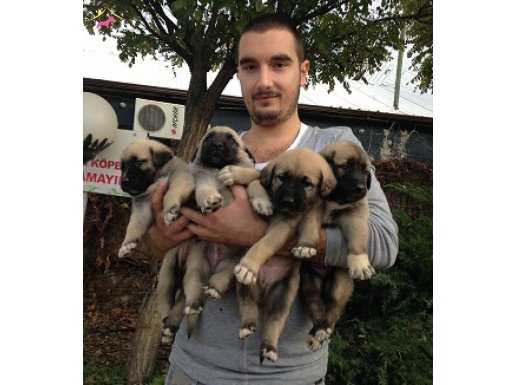 SATILIK SİVAS KANGAL YAVRULARI 