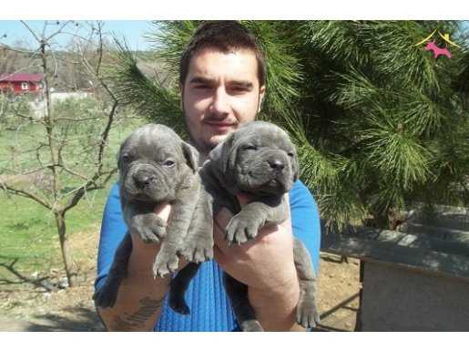 SHOW KALİTE BLUE CANE CORSO YAVRULARI