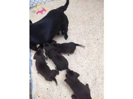 Show Kalite Labrador Retriever Yavruları Siyah & Chocolate