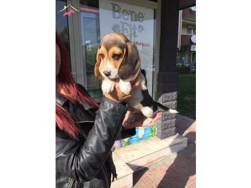 Three Color Elizabeth Beagle Yavruları % 100 Safkan