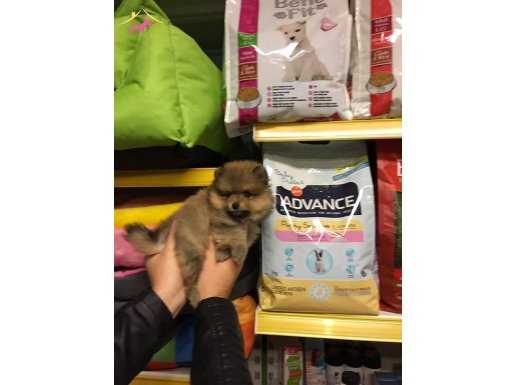 TEDY BEAR POMERANİAN BOO YAVRULARI MAĞAZAMIZDA
