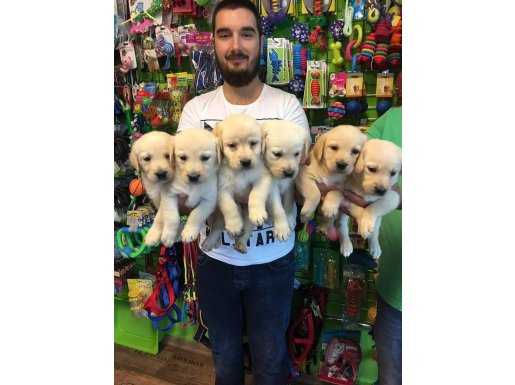 SATILIK SHOW KALİTE LABRADOR YAVRULARI