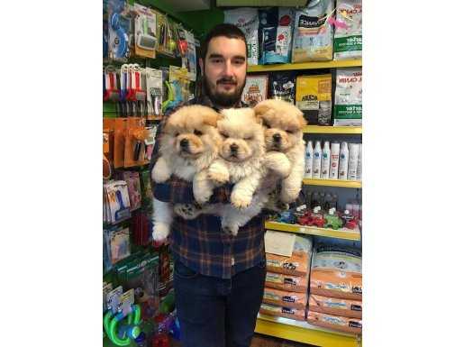 Satılık Chow Chow Yavruları