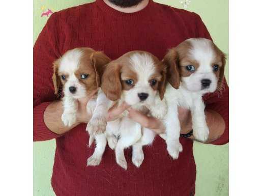 ÇOK ÖZEL CAVALİER KİNG CHARLES YAVRULAR MAĞAZAMIZDA