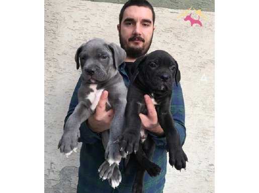 SHOW KALİTE CANE CORSO YAVRULARI