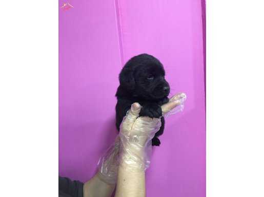 SATILIK BLACK LABRADOR YAVRULAR