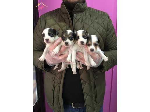 MİNYATÜR ÖZEL IRK JACK RUSSEL YAVRULAR MAĞAZAMIZDA