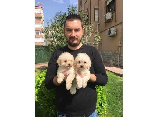 Özel Irk Toy Poodle Yavrular Mağazamızda 
