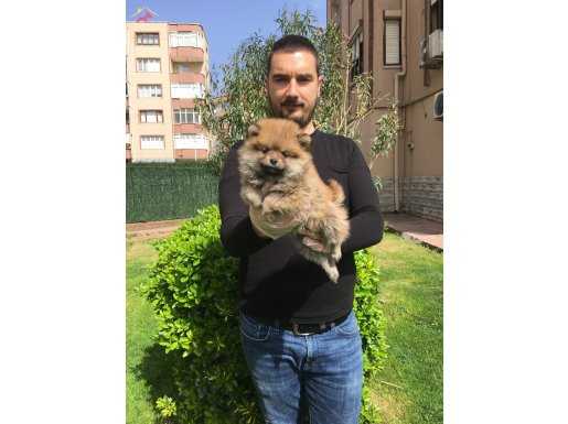 Irk ve Sağlık Garantili Pomeranian Boo Yavrular Mağazamızda 