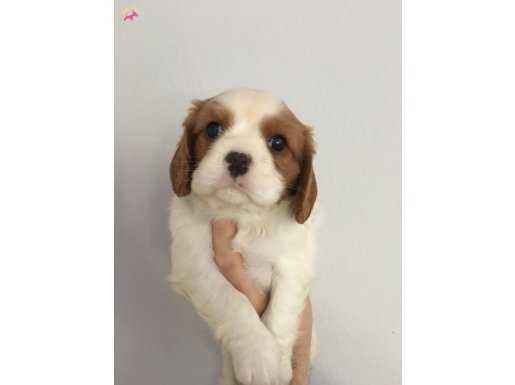 Cavalier King Charles Yavrular Mağazamızda