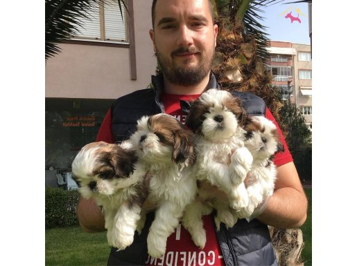 ÖZEL KALİTE SHİH TZU YAVRULAR MAĞAZAMIZDA