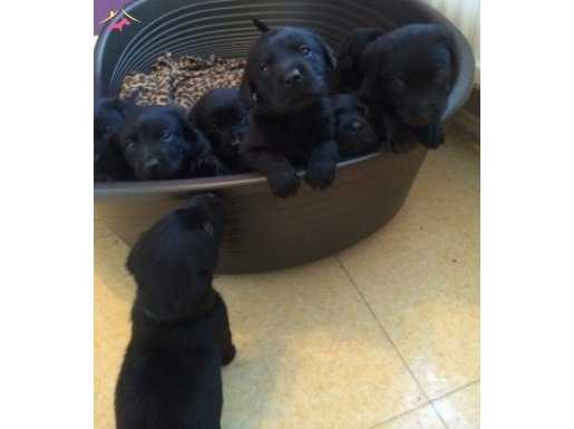 Satılık Black Labrador Retriever Yavruları 
