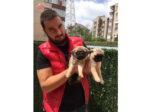 SHOW KALİTE PUG MOPS YAVRULARI