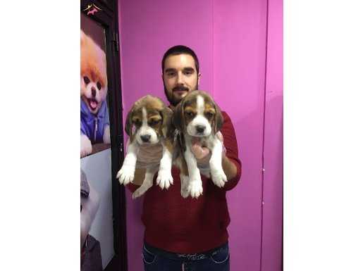 Three Color Elizabeth Beagle Yavrular Mağazamızda