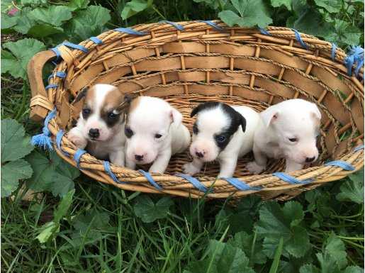 Kısa Bacak Minyatür Jack Russel Yavrular Rezerveye Başladı !