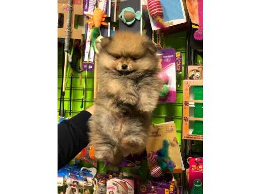 SHOW CLASS BOO POMERANİAN YAVRULAR MAĞAZAMIZDA