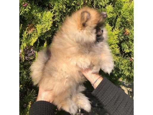 TEDY BEAR BOO YAVRULARIMIZ