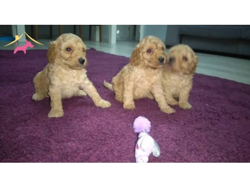 Red Toy Poodle Erkek Bebeklerimiz