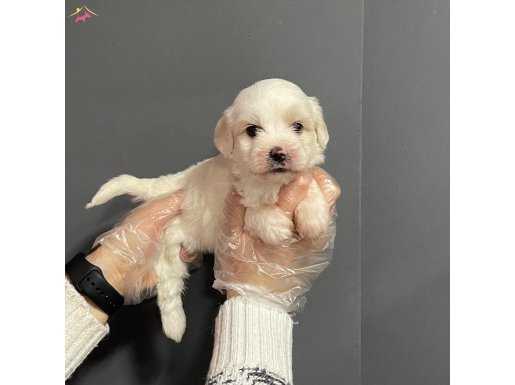 Show Class Maltipoo Bebeklerimiz