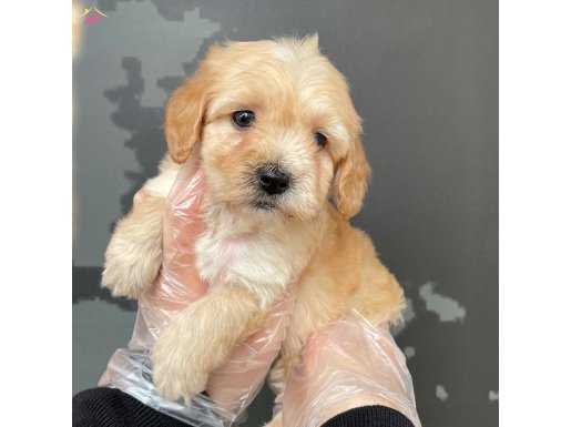F1 - RED - MALTİPOO BEBEKLERİMİZ