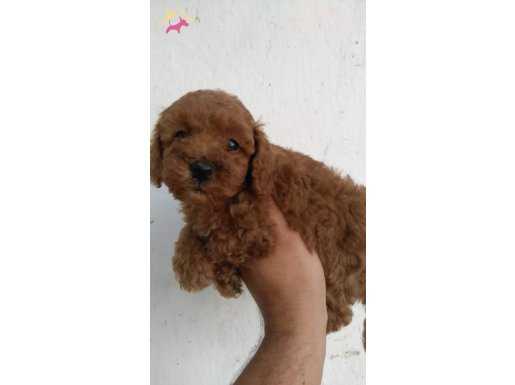 GERÇEK RED BROWN TOY POODLE BEBEKLER