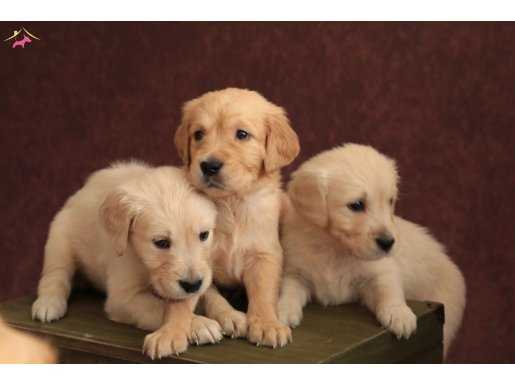 BABY FACE GOLDEN RETRİVER YAVRULARI