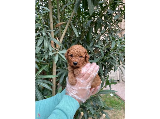 RED BROWN IRK GARANTİLİ POODLE BEBEKLERİMİZ