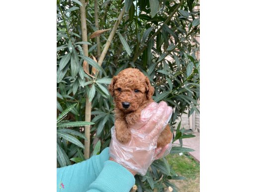 Gerçek Red Brown Toy Poodle Bebeklerimiz