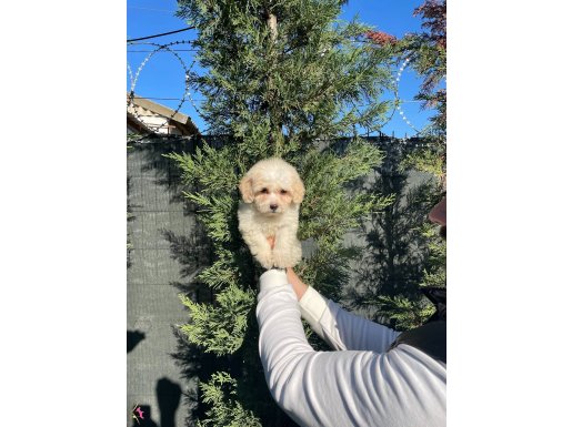 Orjinal F1 Maltipoo Bebeklerimiz 