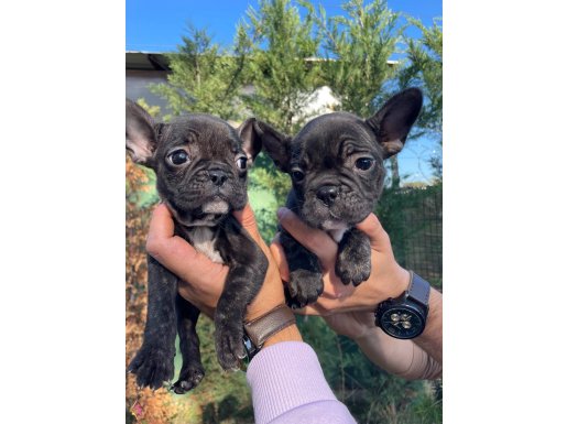 ÖZEL RENK BRİNDEL FRANSIZ BULLDOG YAVRULARIMIZ