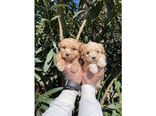 Apricot ve Red F1 Maltipoo Bebeklerimiz