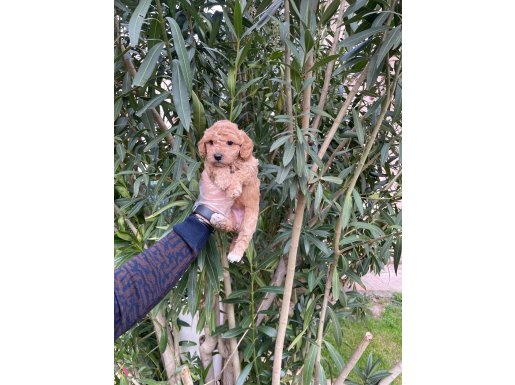 Toy Poodle Bebeklerimiz