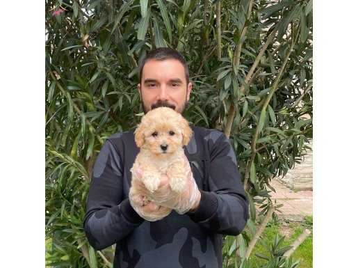 Orjinal F1 Maltipoo Bebeklerimiz