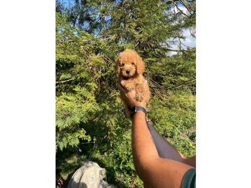 SÜPER KALİTE TOY POODLE BEBEKLERİMİZ