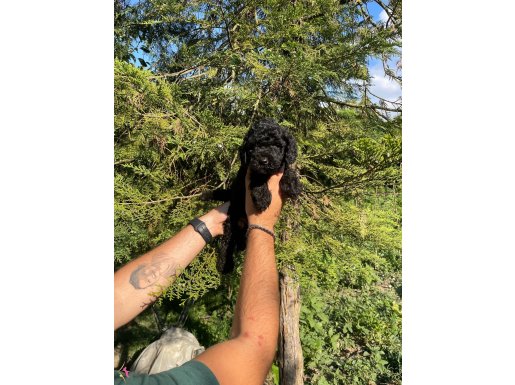 ÖZEL RENK BLACK TOY POODLE BEBEKLERİMİZ