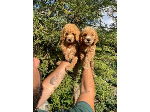 İKİZ TOY POODLE BEBEKLERİMİZ