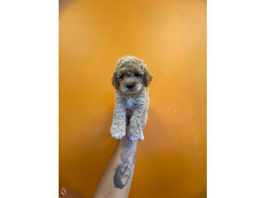 ÇOK ÖZEL TOY POODLE BEBEKLERİMİZ
