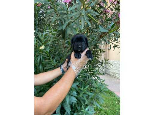 MÜKEMMEL KALİTE CANE CORSO İTALYAN MASTİFF YAVRULARIMIZ