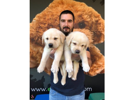 LABRADOR RETRİEVER YAVRULARIMIZ SHOW KALİTE
