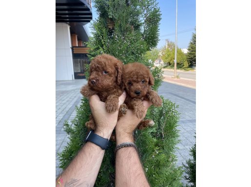 Red Brown Poodle Bebeklerimiz