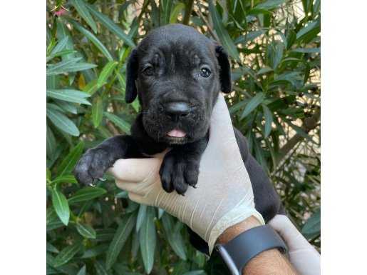 Özel Üretim Siyah Cane Corso Bebeklerimiz