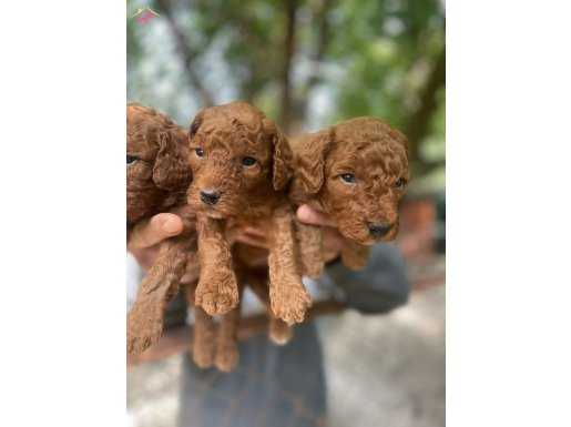 GERÇEK RED TOY POODLE BEBEKLERİMİZ