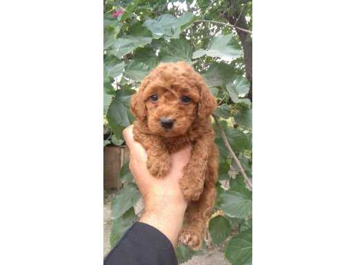 GERÇEK RED VE RED BROWN TOY POODLE BEBEKLERİMİZ