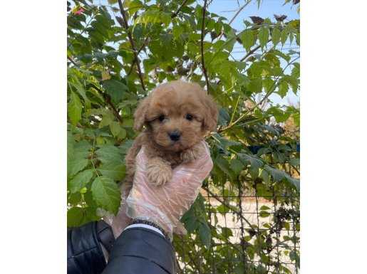 GERÇEK TEA CUP RED MALTİPOO YAVRULARIMIZ