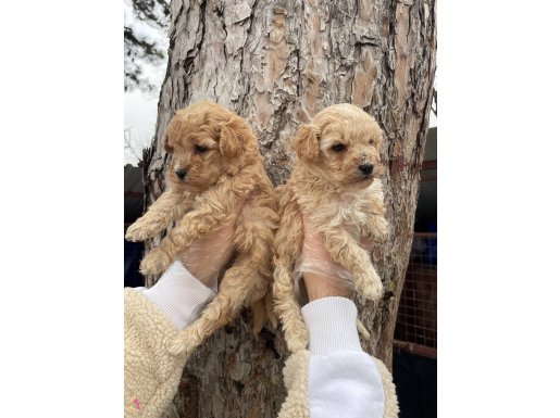 Orjinal Toy Poodle Yavrularımız