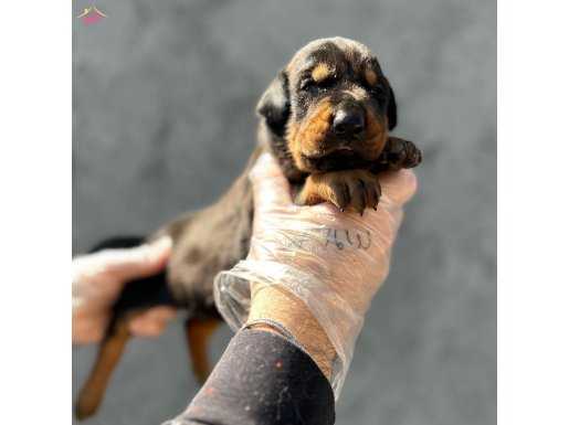 KİNG SİZE DOBERMAN YAVRULARIMIZ