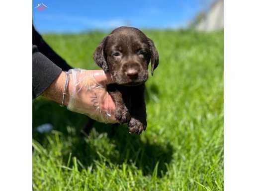 CHOCOLATE LABRADOR YAVRULARIMIZ