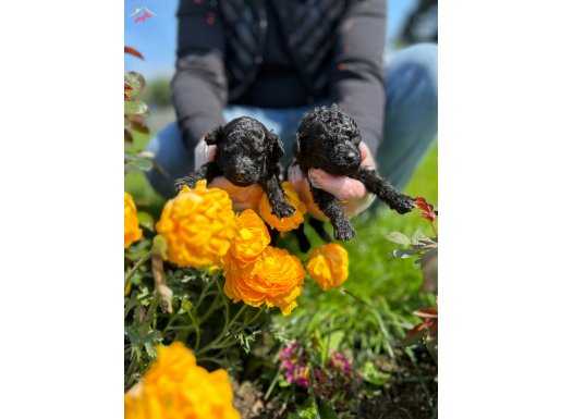 TEA CUP BLACK POODLE YAVRULARI