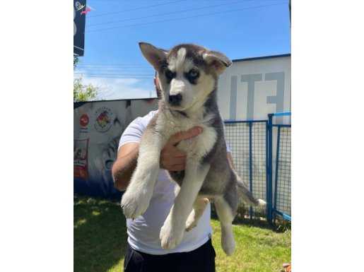SİBİRYA KURDU HUSKY YAVRULARIMIZ 